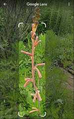 Polianthes geminiflora