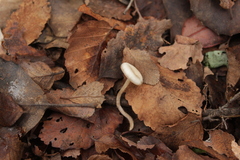 Clitocybe suaveolens