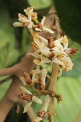 Guarea kunthiana