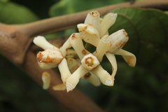 Guarea kunthiana