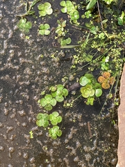 Marsilea mutica