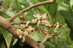 Guarea kunthiana