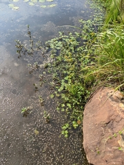 Marsilea mutica