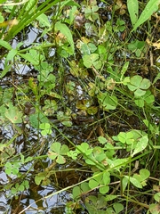 Marsilea minuta