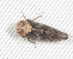 Paraphlepsius collitus