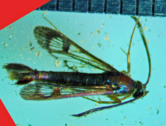 Synanthedon acerrubri