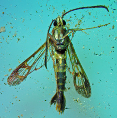 Synanthedon acerrubri