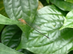 Pseudagrion microcephalum