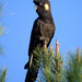 Eastern Yellow-tailed Black Cockatoo - Photo (c) David Cook, some rights reserved (CC BY-SA)