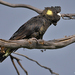 Eastern Yellow-tailed Black Cockatoo - Photo (c) Nik Borrow, some rights reserved (CC BY-NC)