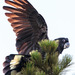 Eastern Yellow-tailed Black Cockatoo - Photo (c) Sportz Fotos Your Sport Your Photos, some rights reserved (CC BY-ND)