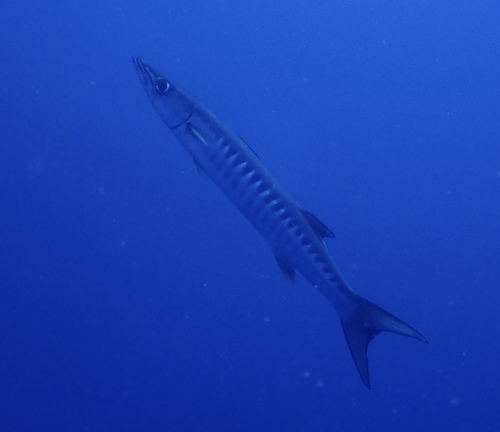 Chevron barracuda