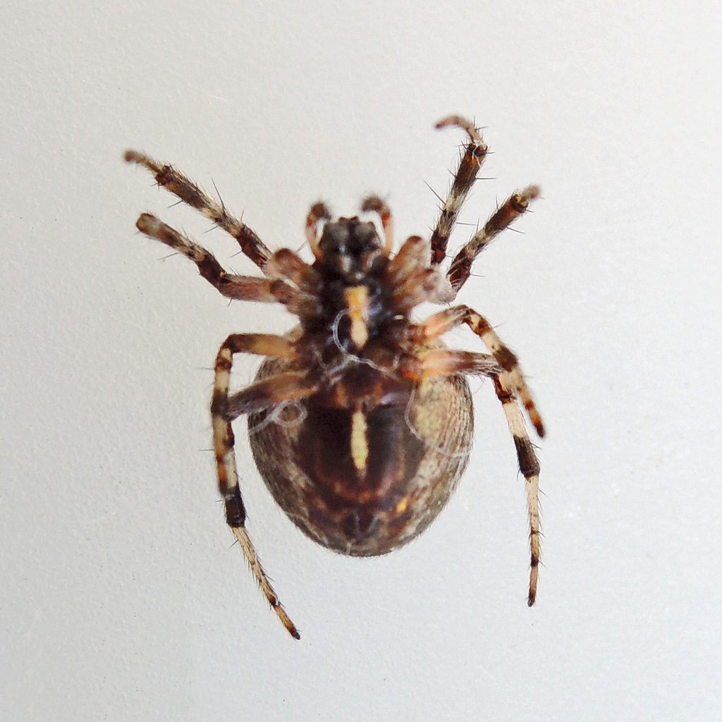 labyrinth orbweaver