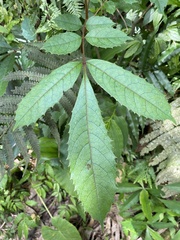 Meliosma rhoifolia