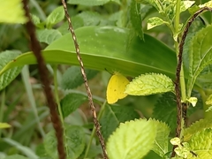 Eurema blanda