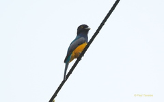 Trogon violaceus