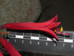 Zephyranthes tenuiflora