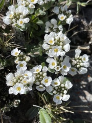 Noccaea cochleariformis