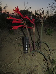Zephyranthes tenuiflora
