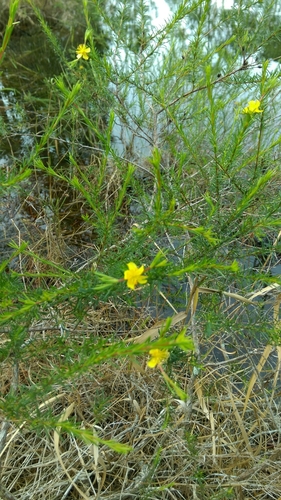 Peelbark St. Johnswort (Hypericum fasciculatum)