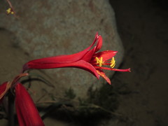 Zephyranthes tenuiflora