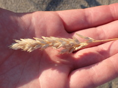 Poa macrantha