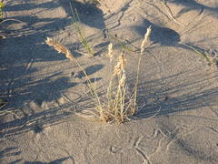 Poa macrantha