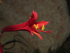 Zephyranthes tenuiflora