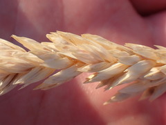 Poa macrantha