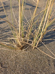 Poa macrantha