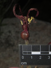 Zephyranthes tenuiflora