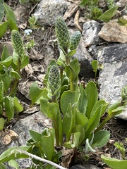 Lagotis integrifolia