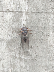 Diceroprocta semicincta