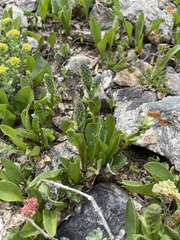 Lagotis integrifolia