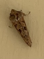 Acrolophus arcanella