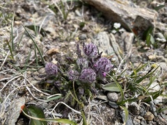 Pedicularis anthemifolia