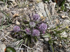 Pedicularis anthemifolia