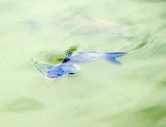 Ictalurus punctatus