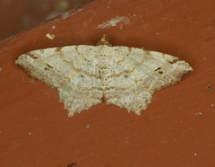 Macaria aequiferaria