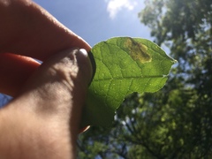 Amauromyza pleuralis