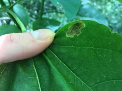 Amauromyza pleuralis