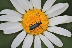 Grammoptera