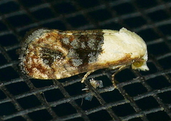 Eugnosta erigeronana