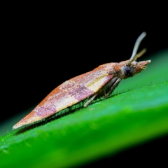 Cenopis diluticostana