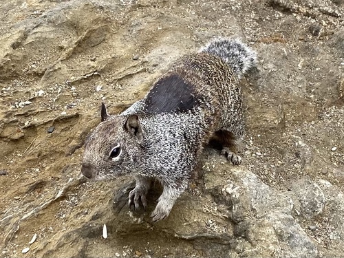 Douglas's Ground Squirrel
