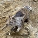 Douglas' Ground Squirrel - Photo (c) kjmcfarlane, some rights reserved (CC BY-NC)