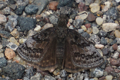 Erynnis icelus