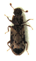 Bitoma vicina