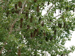 Eriophyes neoessigi
