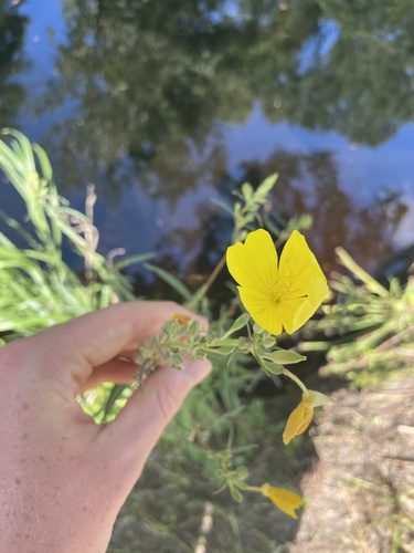 Oenothera riparia